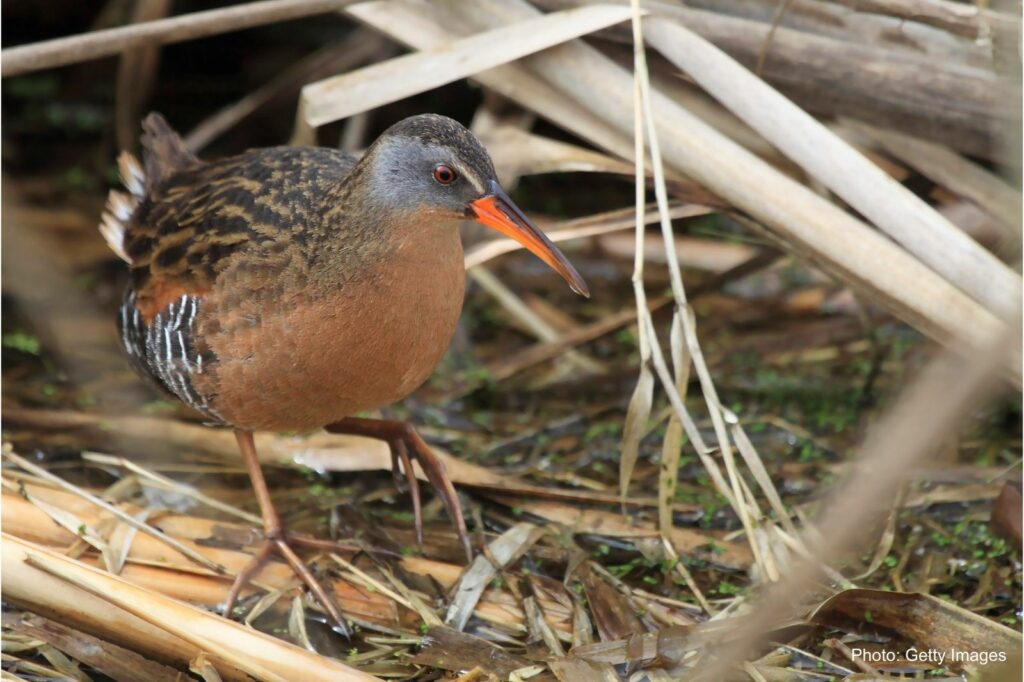 A bird with a bright orange beak forages.