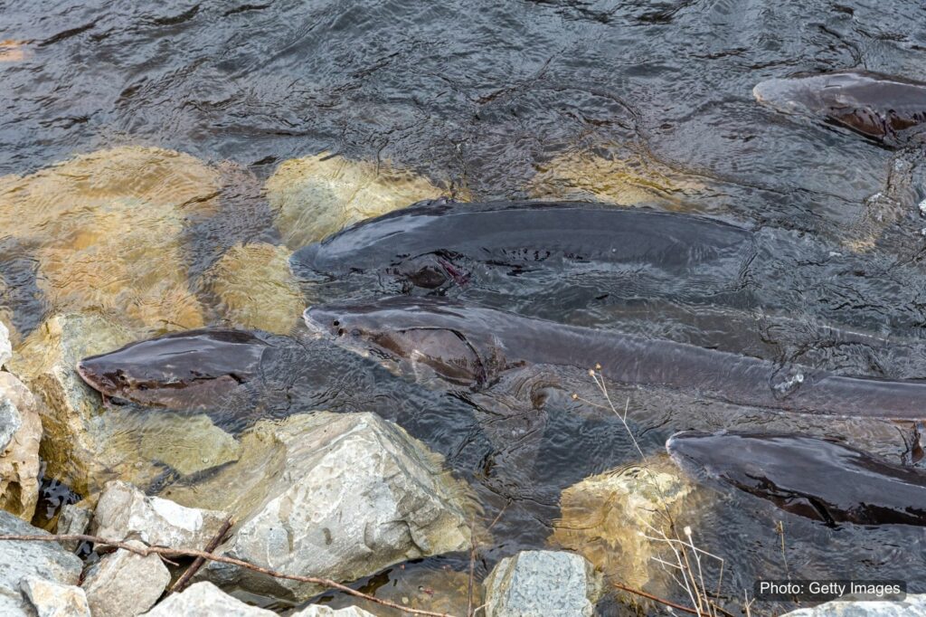 Several fish (sturgeon) swimming among rocks