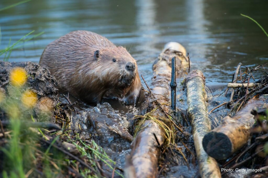 A beaver beside a lake with sticks