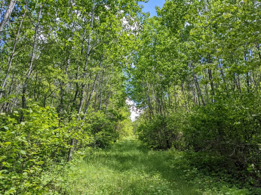 Aspen trees along a grass trail