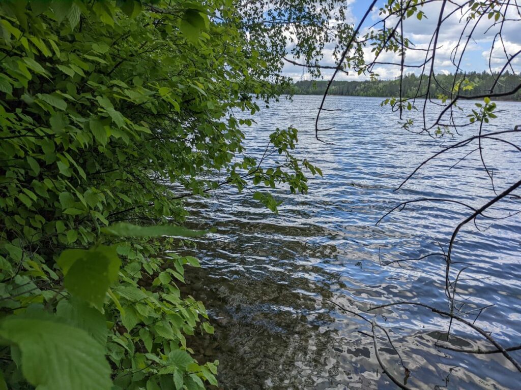 Lake with tree in the foreground and distant shoreline