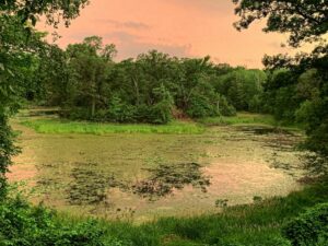 Pond and orange sunset