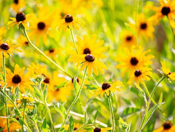 black eyed susans