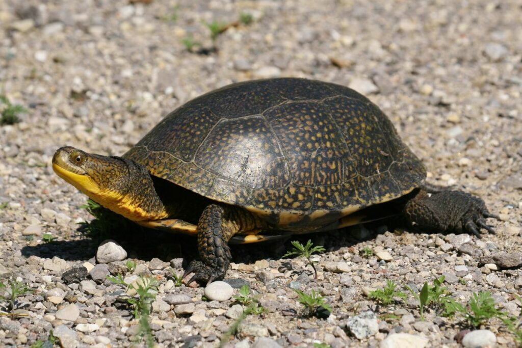 Blanding's turtle