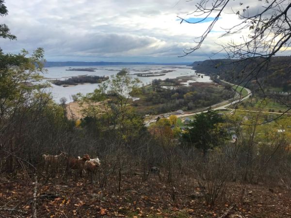 View overlooking a bluff top showing goats in the foreground and the Mississippi River expanding into the distance