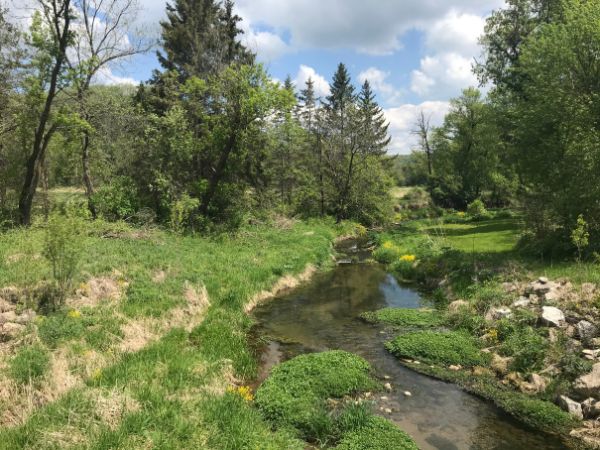 A stream cuts through green shoreline with evergreen trees