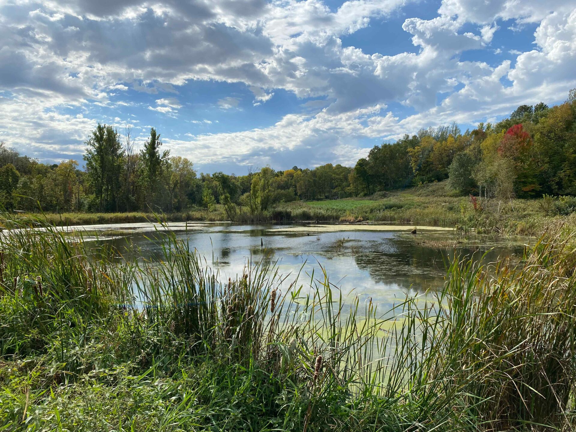 Lake surrounded by cattails and other shoreline vegetation with trees in the background