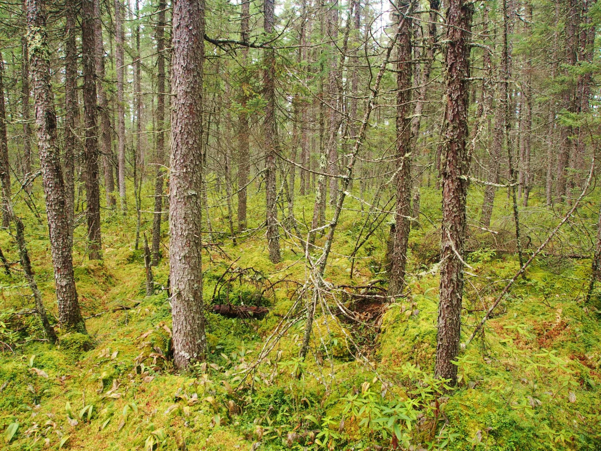 Black spruce bog