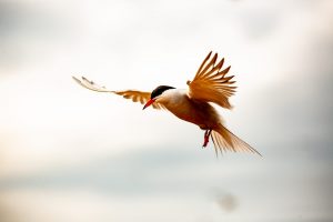 Common Tern