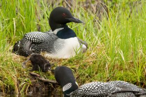 loon chick in nest