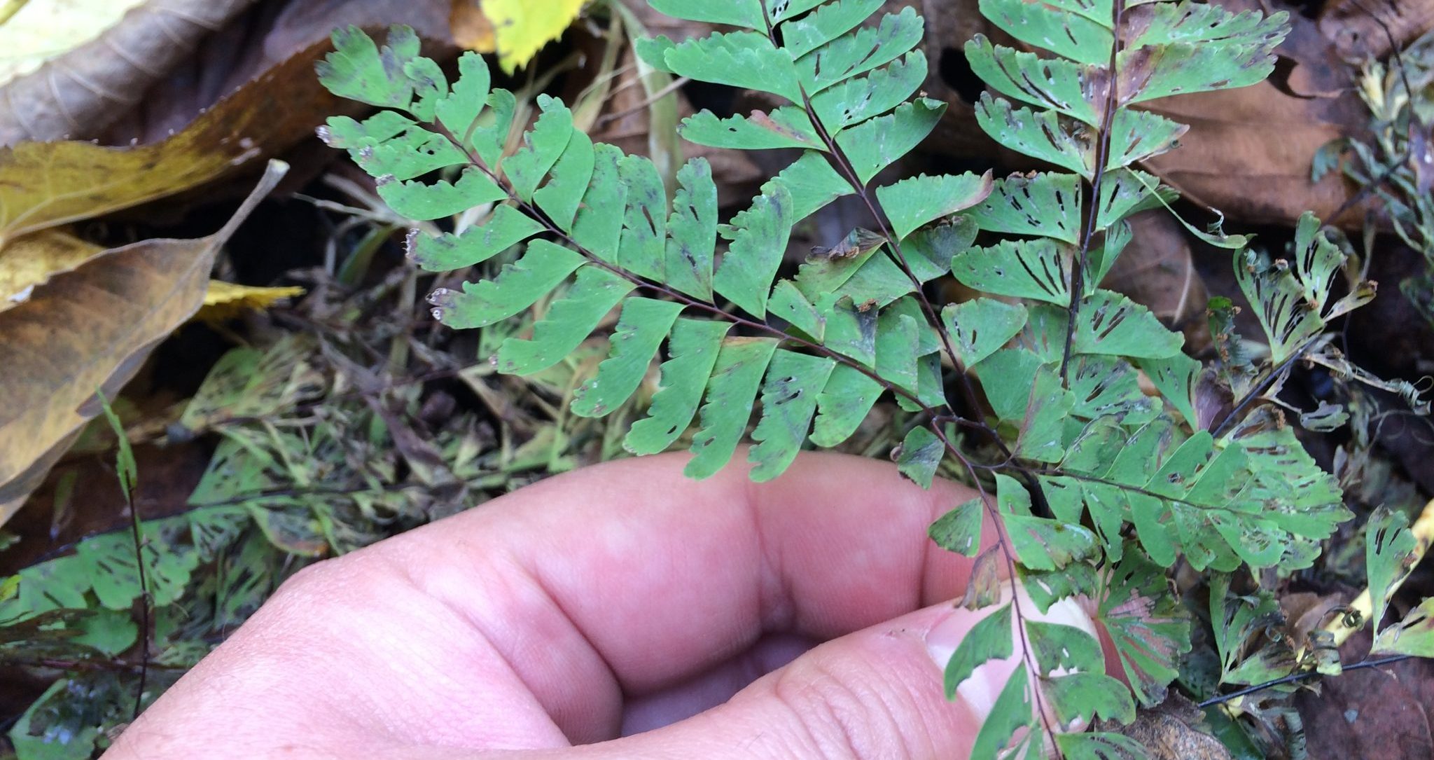 Maidenhair Fern
