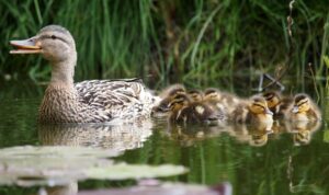Mallard duck with chicks swimming