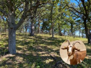 An oak tree perched atop a bluff with goat image inset