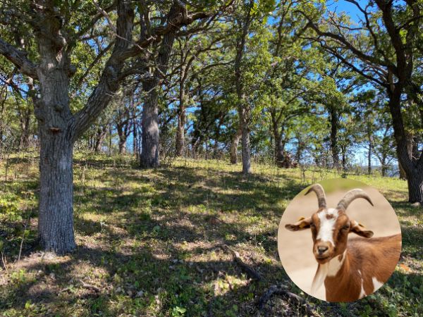 An oak tree perched atop a bluff with goat image inset