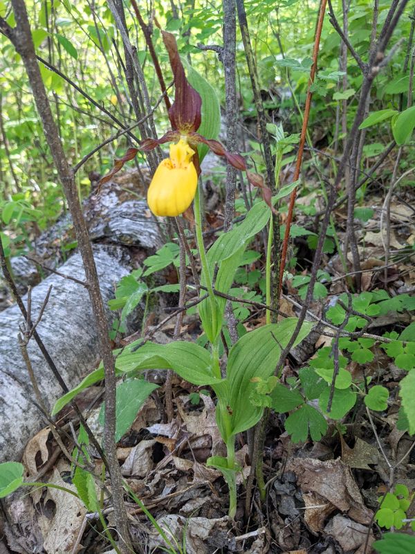 Flowering yellow and maroon orchid
