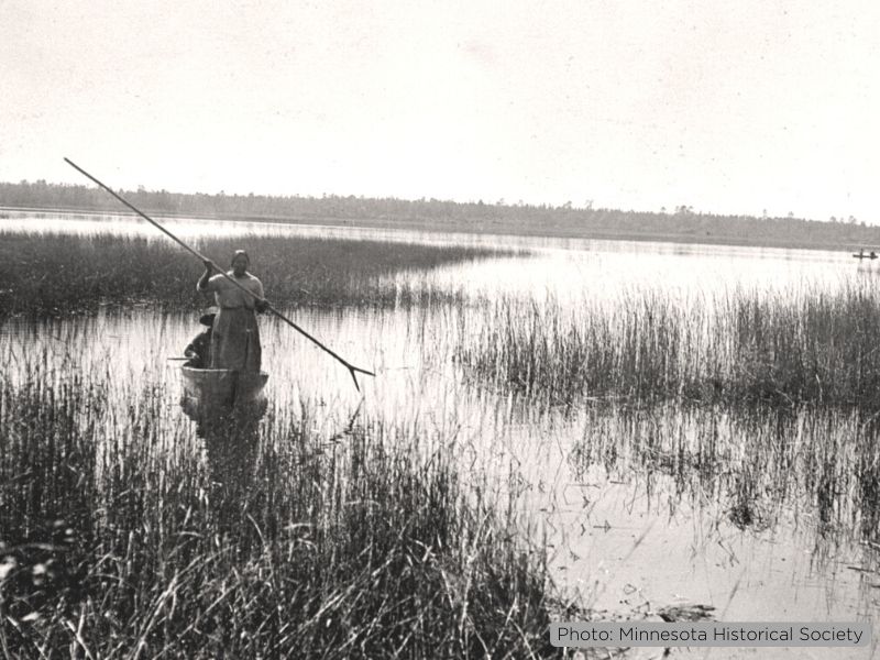A historic black and white photo of a woman, likely an Ojibwe woman, standing in a canoe and poling through a stand of manoomin with a man wearing a hat seated behind her.