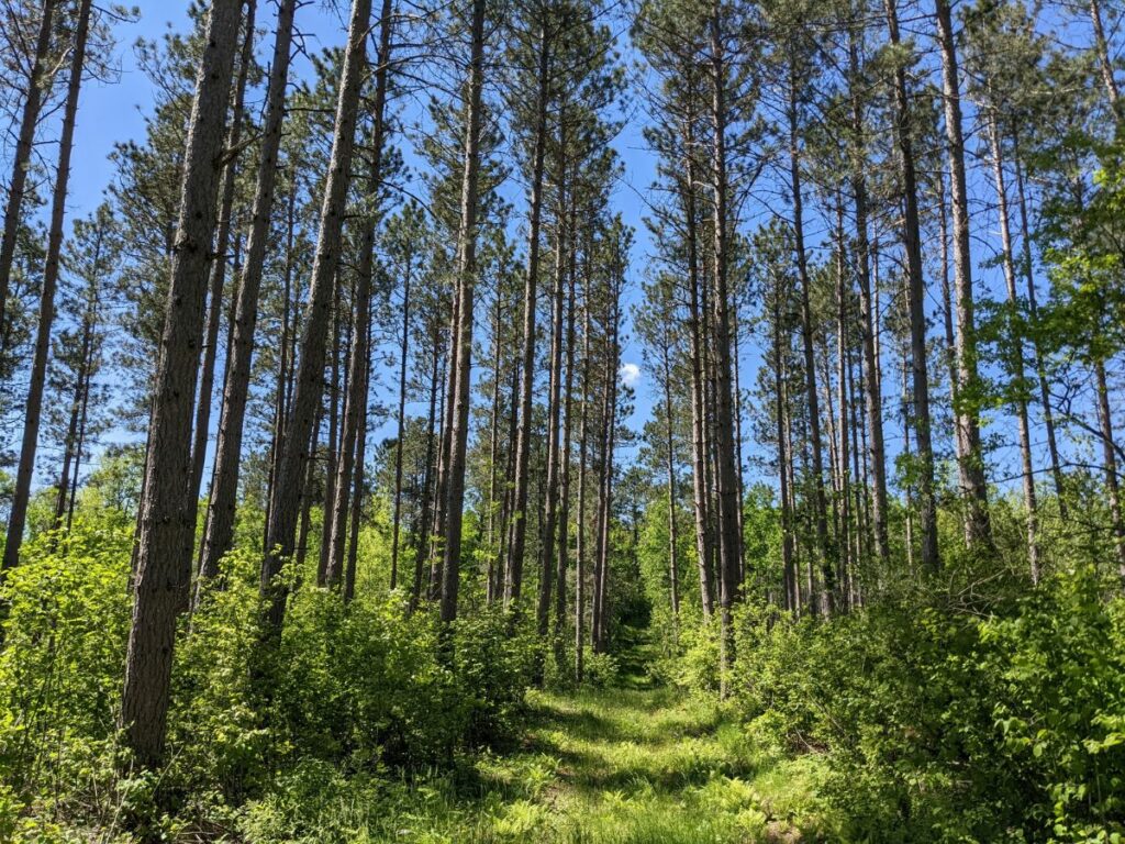 Pine trees along a grass trail