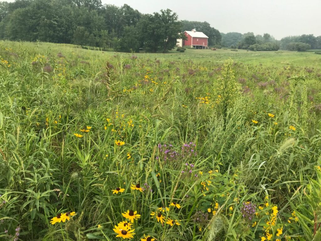 Wild, colorful prairie expanse with red barn and oak tree stand in the background