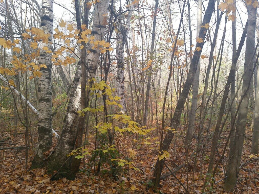 Birch trees with yellow fall foliage in a forest landscape