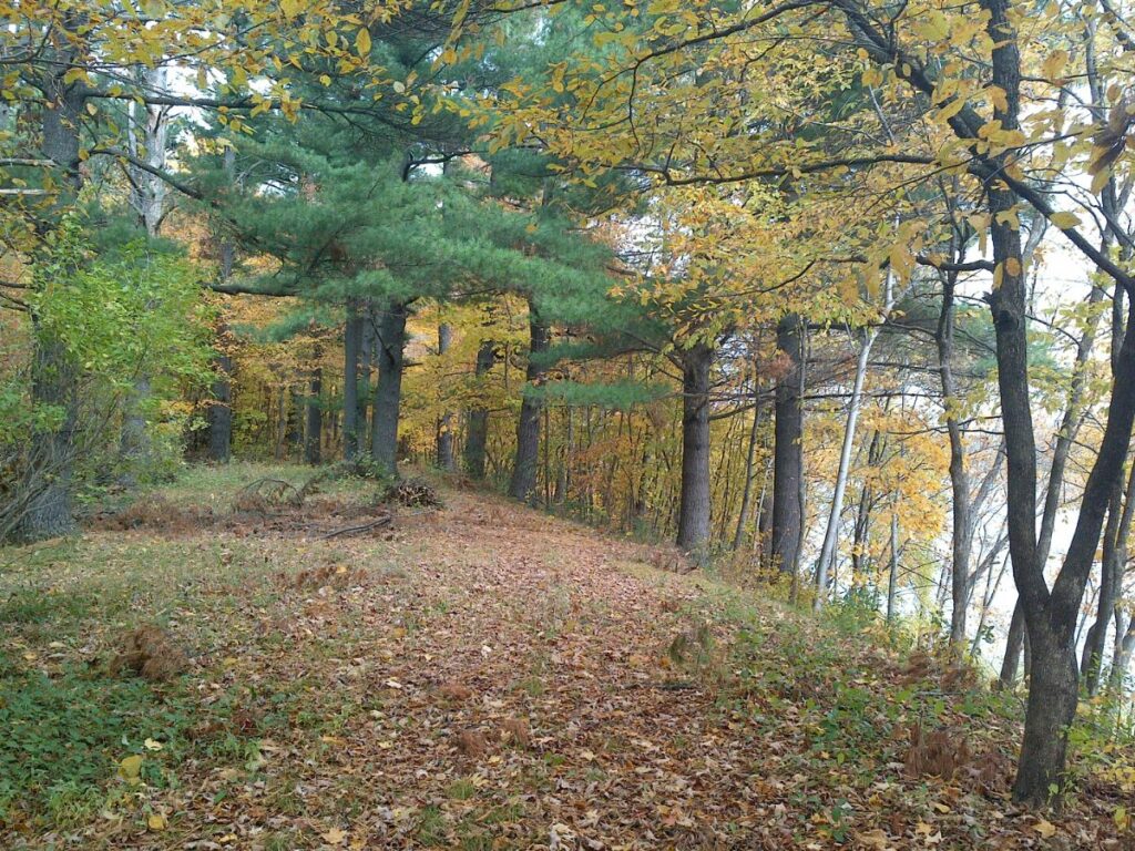 Pine and deciduous trees on a raised portion of land along the shore of a lake