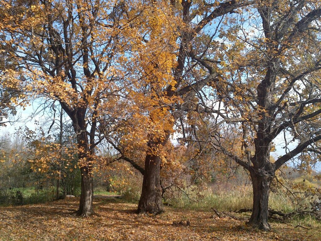 Orange and yellow oak and maple trees in the fall