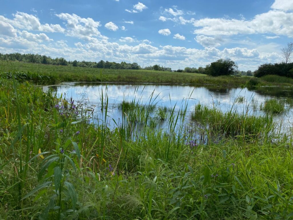 Small pond surrounded by wetland grasses under a blue sky