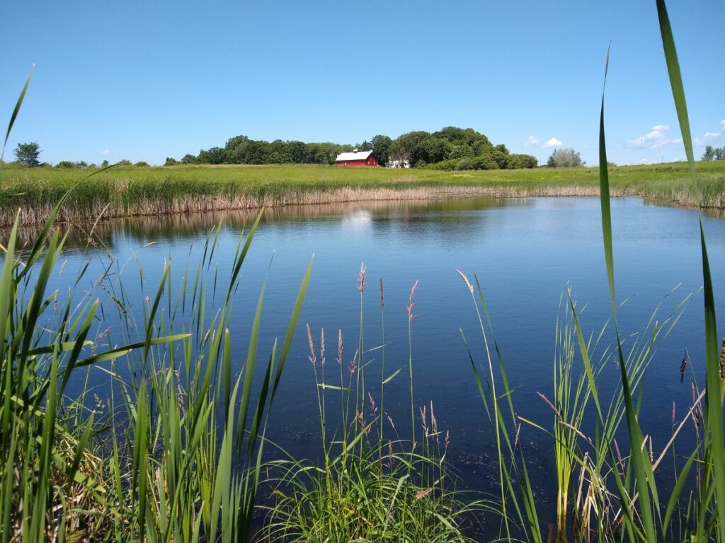 Cattails in the foreground, a wetland and a red barn in the background under a blue sky.