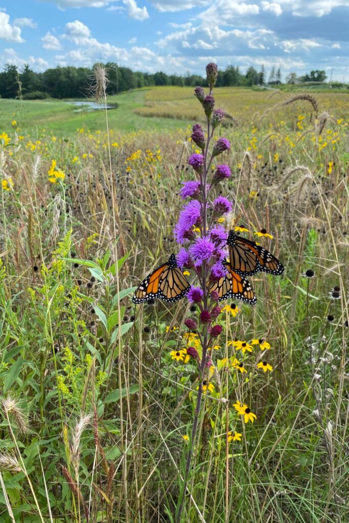 Two monarch butterflies feed on a purple wildflower (blazing star)