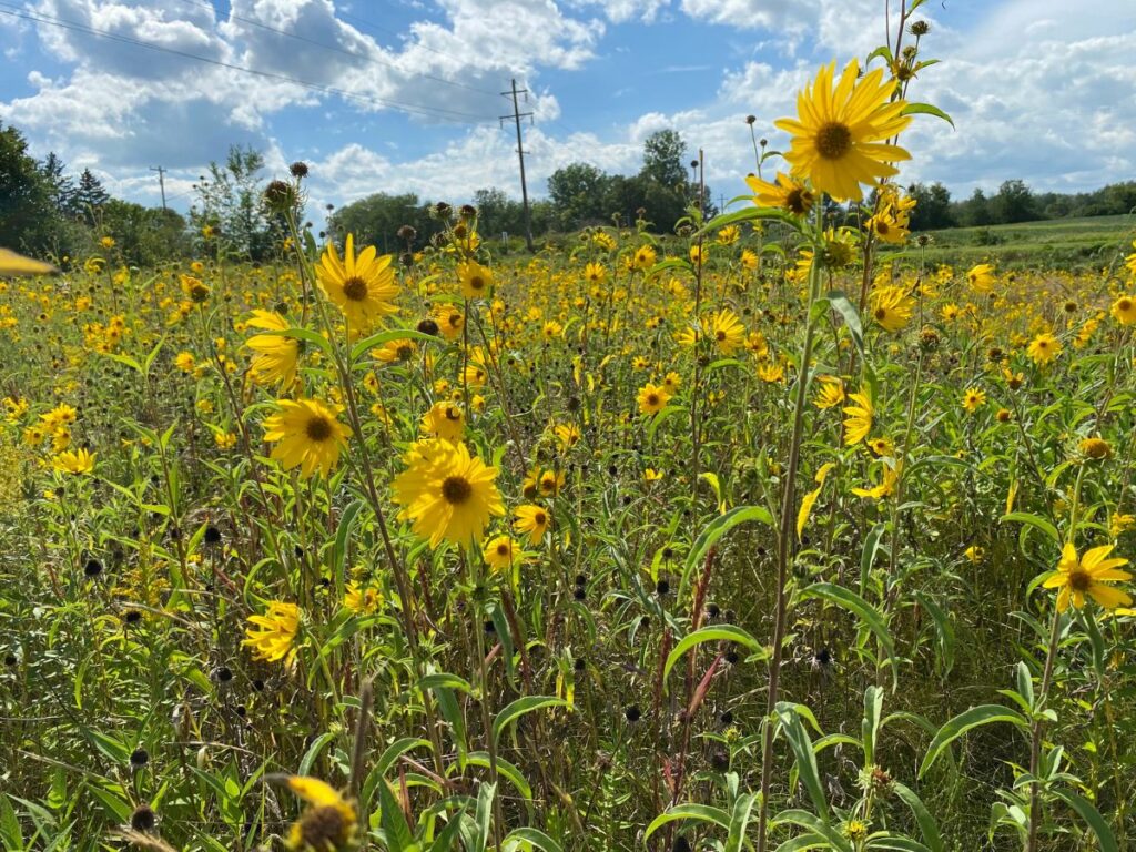 Yellow native prairie flowers