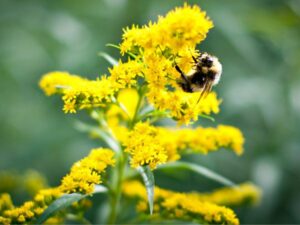 Rusty patched bumblebee feeds on a yellow flower