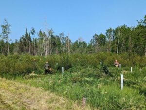 People wearing hard hats work on a forest clearing under blue sky