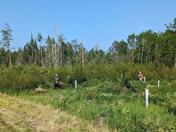 People wearing hard hats work on a forest clearing under blue sky