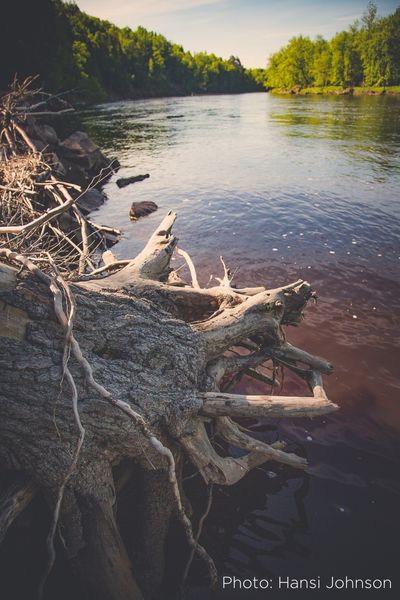 Perspective photo with trunk and roots of a tree in the foreground and the river disappearing on the horizon, with pine trees along the shoreline.