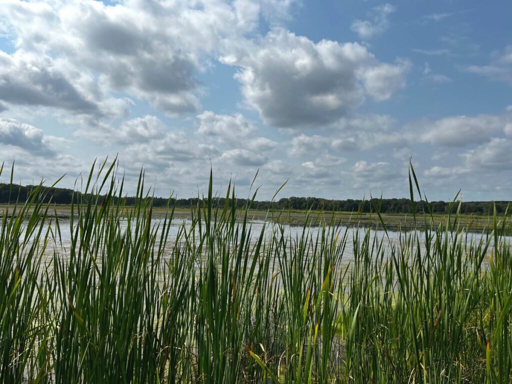 Cattails in the foreground with a lake in the background