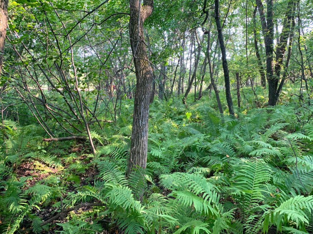 Forest with lush green ferns on the forest floor