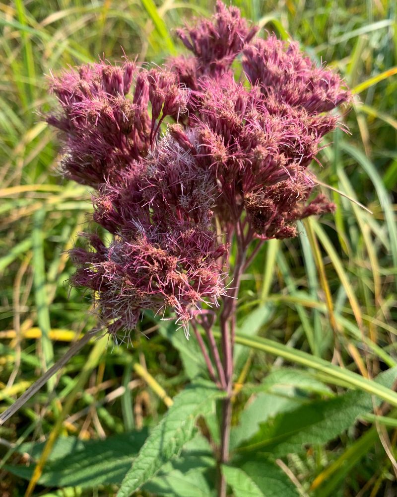 A bright pink wildflower