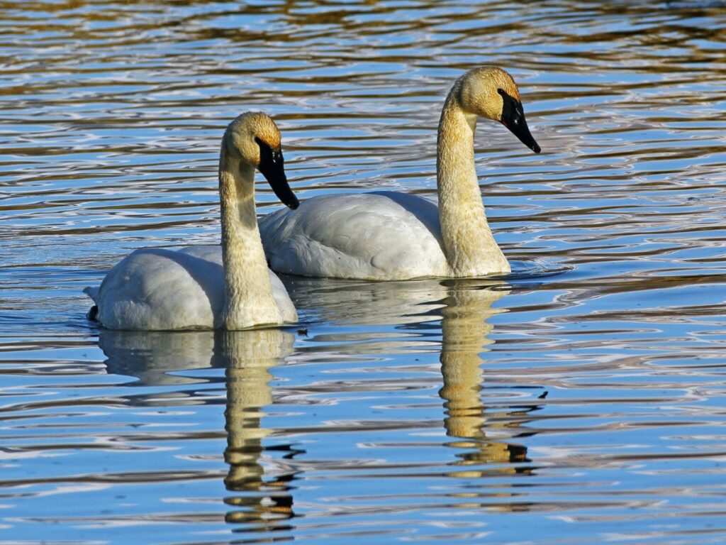 Two white swans swimming in rippling water
