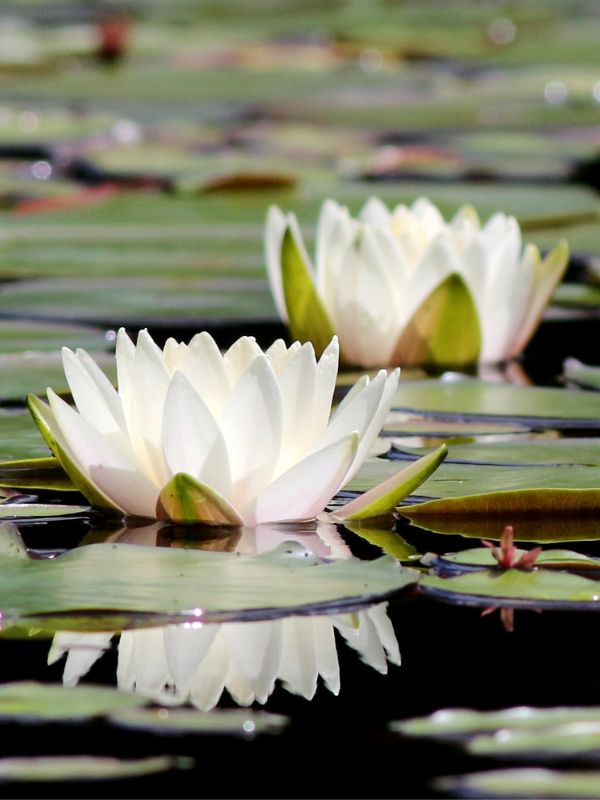 White water lilies