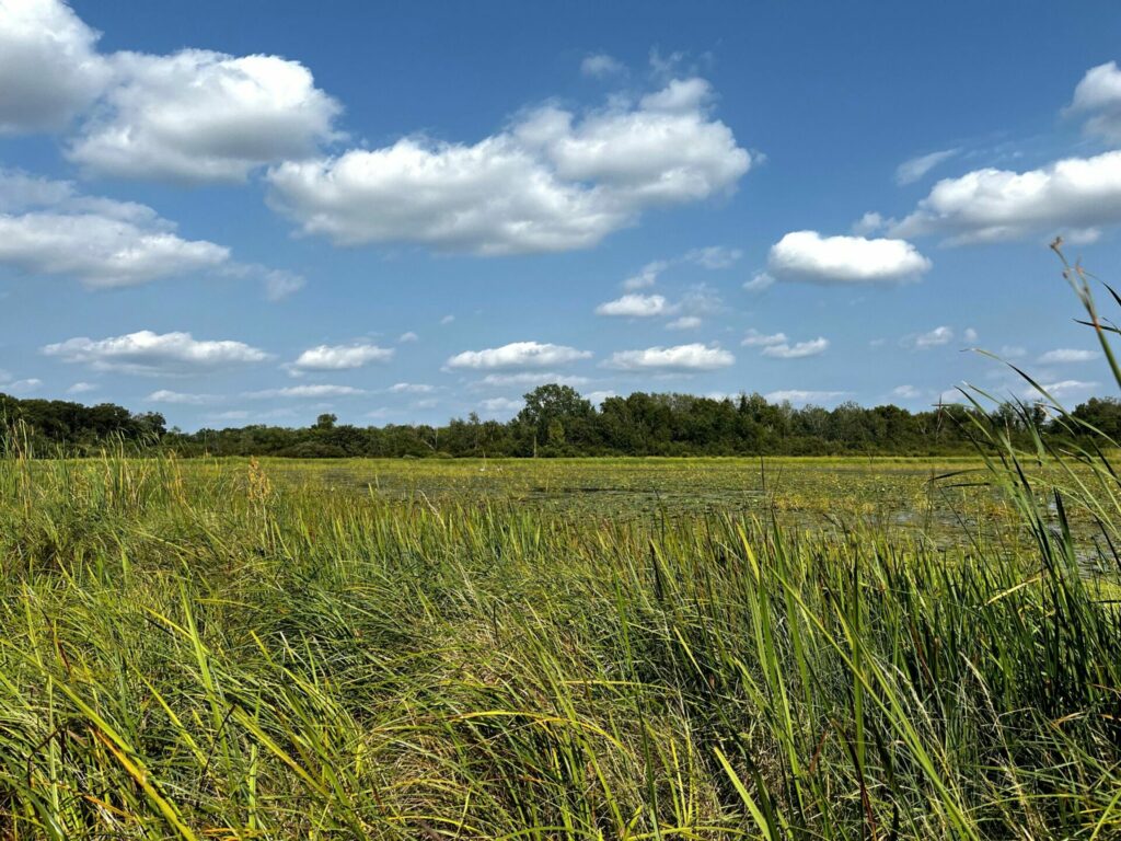 A shallow lake surrounded by wetland grasses and forest in the background