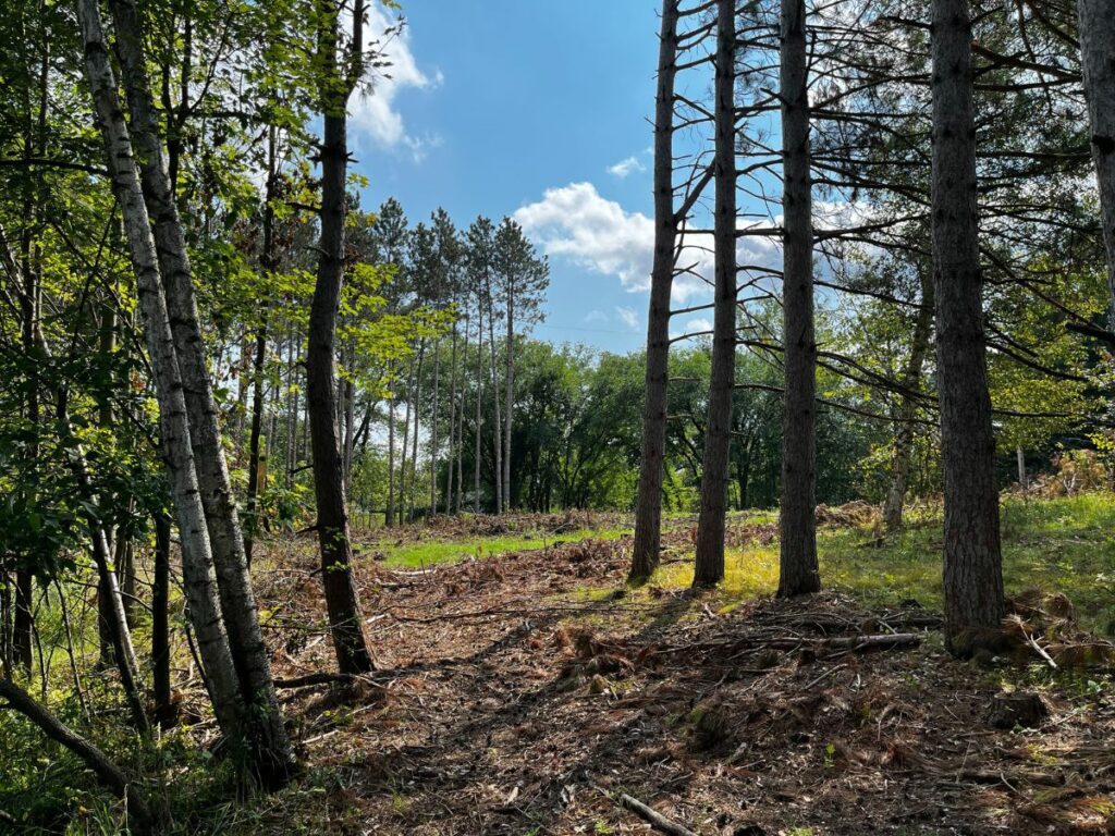 Wooded area with tall trees and bright blue sky