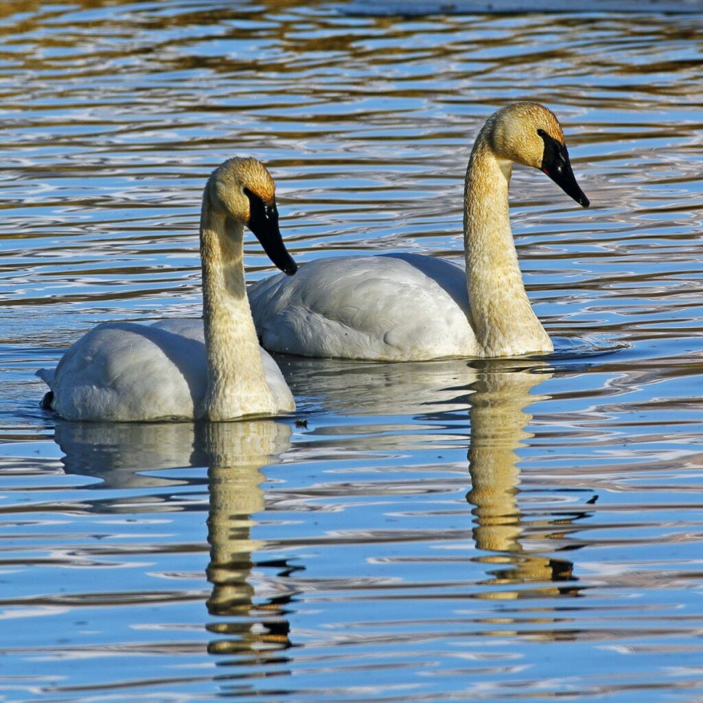 Two trumpeter swans swimming side by side