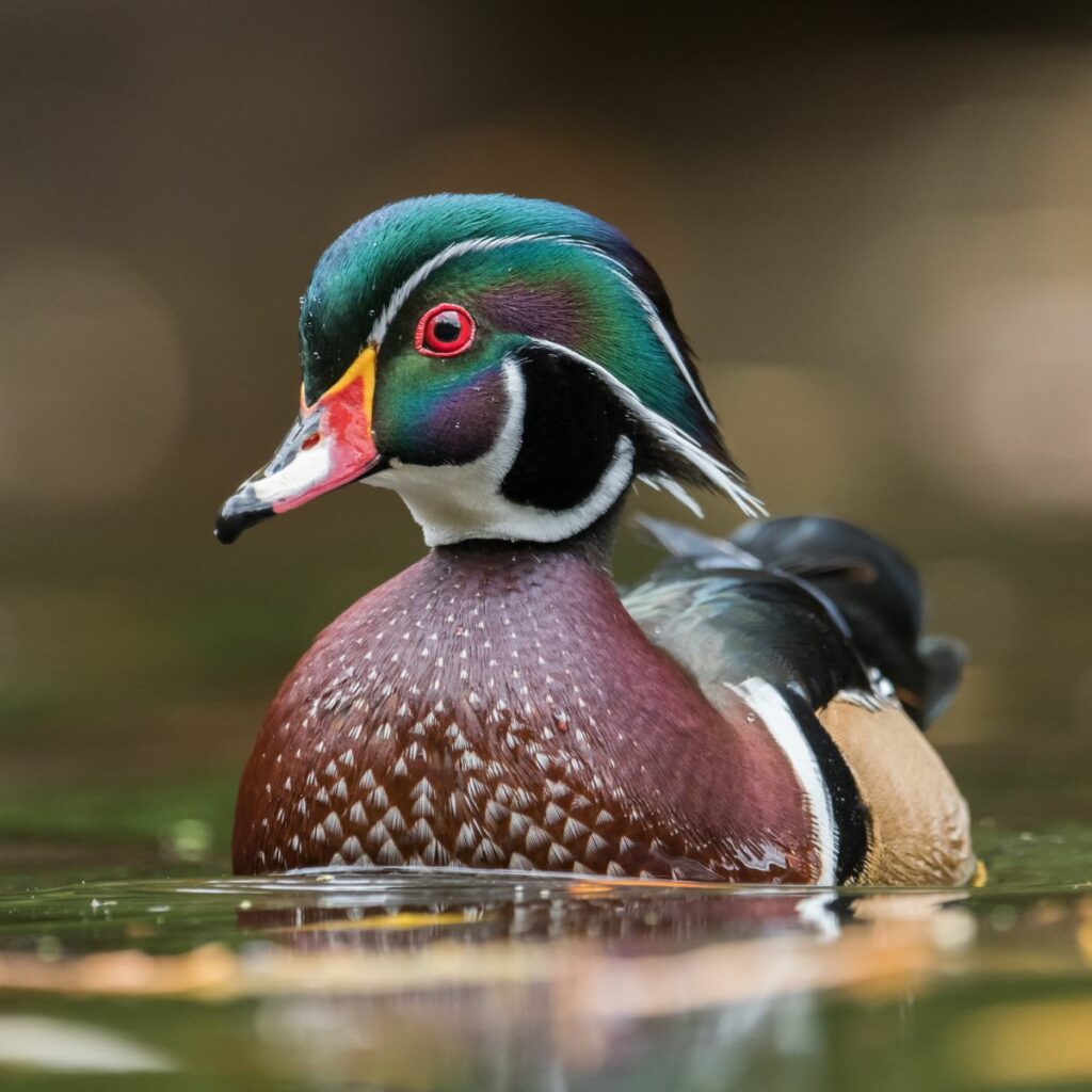 Male wood duck swimming