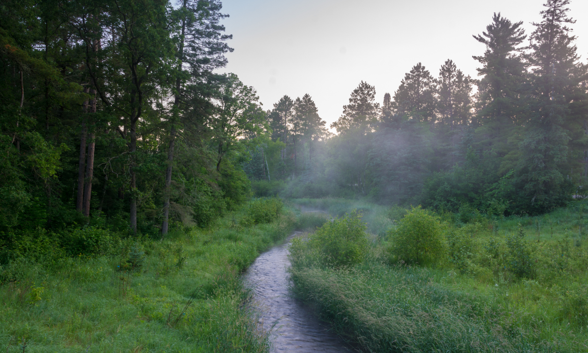 Stream through forest